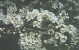 Springtime blossoms in Deepwater
