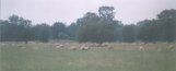 Sheep Farming